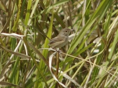 Malurus melanocephalus