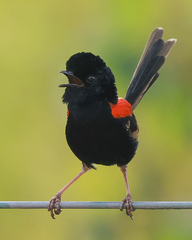 Malurus melanocephalus