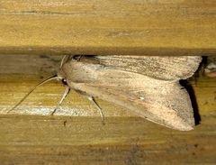 Mythimna unipuncta