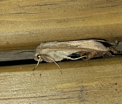 Mythimna unipuncta