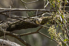 Sericornis frontalis