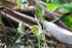 Pterostylis curta