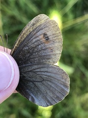 Erebia