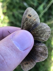 Erebia
