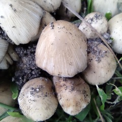 Micacei