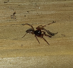 Trachelas tranquillus