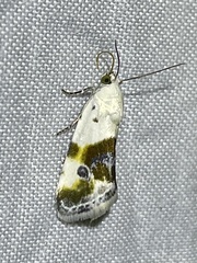 Ponometia candefacta