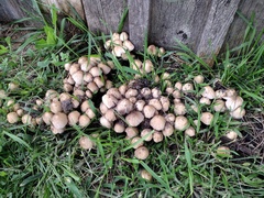 Micacei