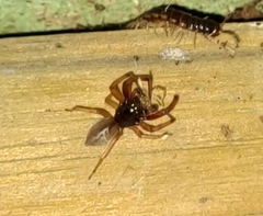 Trachelas tranquillus