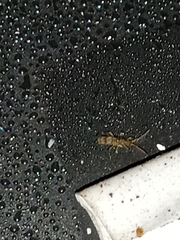 Entomobryidae