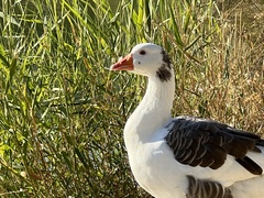 Anser anser domesticus