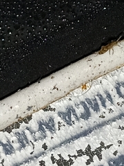 Entomobryidae