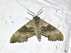 Pachysphinx occidentalis