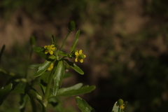 Ranunculus sceleratus sceleratus