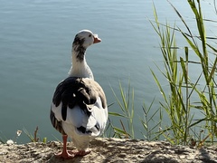 Anser anser domesticus