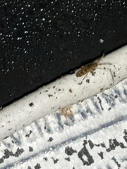 Entomobryidae