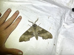 Pachysphinx occidentalis