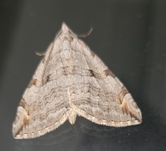 Aplocera plagiata