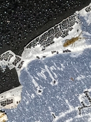 Entomobryidae