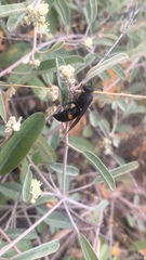 Stizoides renicinctus