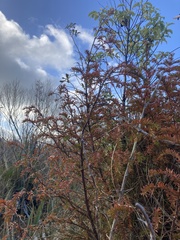 Dacrycarpus dacrydioides