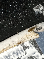 Entomobryidae