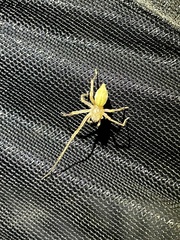 Cheiracanthium mildei