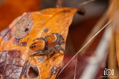 Phidippus cardinalis