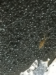 Entomobryidae