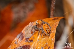 Phidippus cardinalis