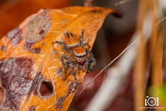 Phidippus cardinalis