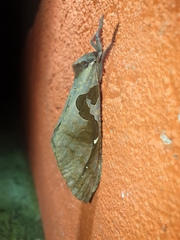 Phassus triangularis