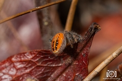 Phidippus cardinalis