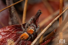 Phidippus cardinalis