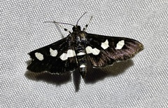 Desmia maculalis