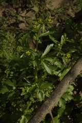 Ranunculus sceleratus sceleratus