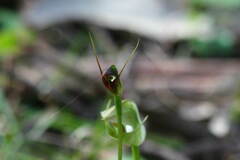 Pterostylis oblonga