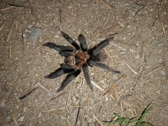Theraphosinae