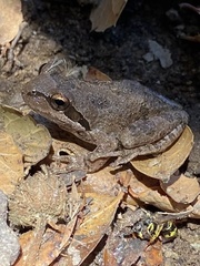 Pseudacris
