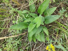 Viola ambigua