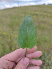 Viola ambigua