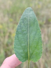 Viola ambigua