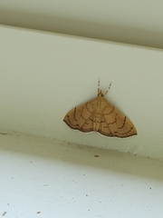 Hyalobathra illectalis