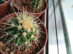 Kroenleinia grusonii