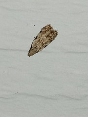 Taygete attributella