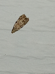 Taygete attributella