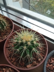 Kroenleinia grusonii