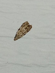 Taygete attributella