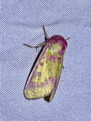 Psectrotarsia suavis