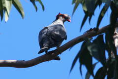 Lopholaimus antarcticus